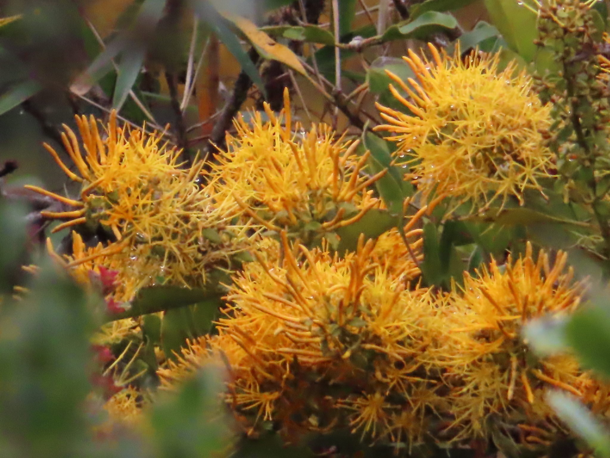 Gaiadendron punctatum image