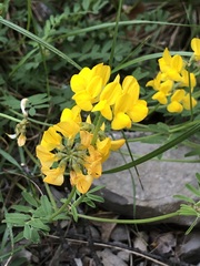 Hippocrepis