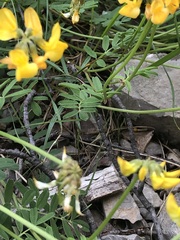Hippocrepis