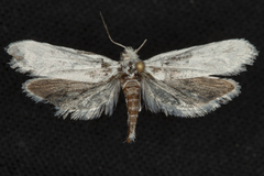 Tegeticula yuccasella
