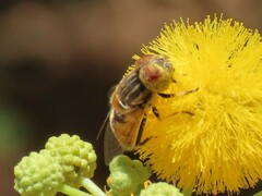 Eristalinus