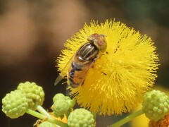 Eristalinus