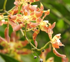 Oncidium luteopurpureum