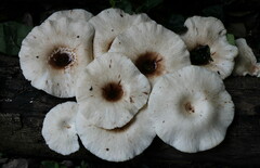 Lentinus sajor-caju