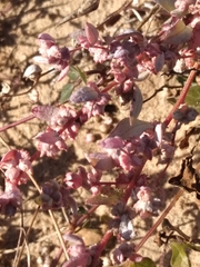 Atriplex barclayana