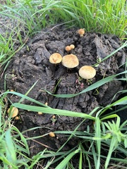 Protostropharia semiglobata