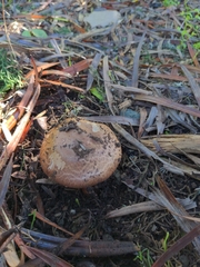 Agaricus bisporus