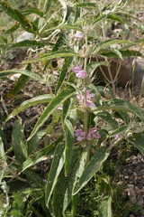 Phlomis