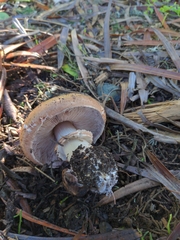 Agaricus bisporus