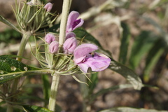 Phlomis
