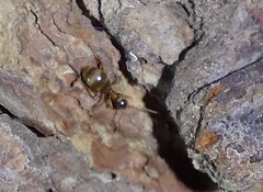 Prenolepis nitens