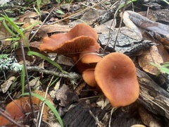 Lactarius rubidus