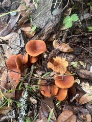 Lactarius rubidus