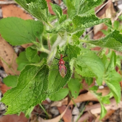 Gminatus wallengreni