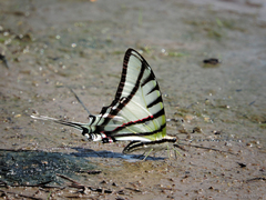 Protesilaus protesilaus