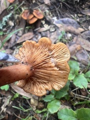 Lactarius rubidus
