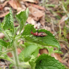 Gminatus wallengreni
