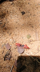 Probergrothius sanguinolens