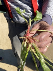 Acanthospermum hispidum