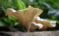 Lentinus sajor-caju