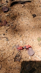 Probergrothius sanguinolens