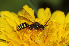 Nomada goodeniana
