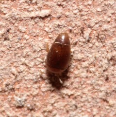 Sericoderus
