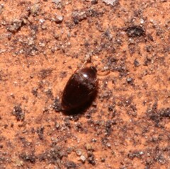 Sericoderus