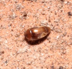 Sericoderus