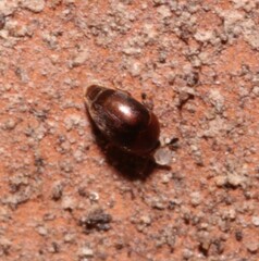 Sericoderus