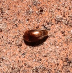 Sericoderus