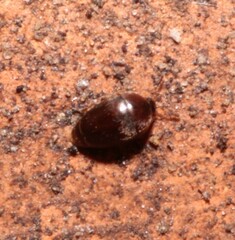 Sericoderus