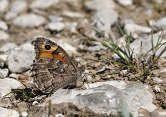 Hipparchia volgensis