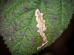 Coptotriche marginea