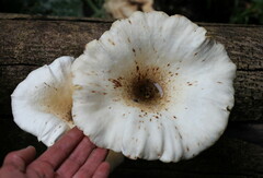 Lentinus sajor-caju