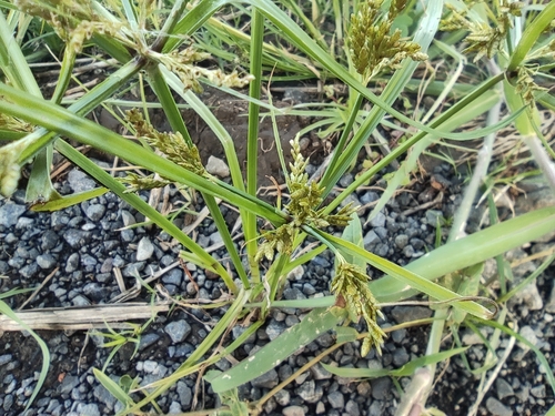 Cyperus iria image