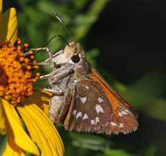 Hesperia woodgatei