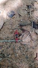 Probergrothius sanguinolens