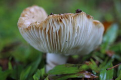 Russula sororia