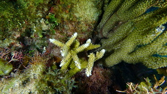 Acropora cervicornis