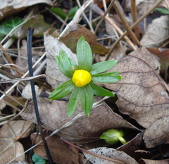 Eranthis hyemalis