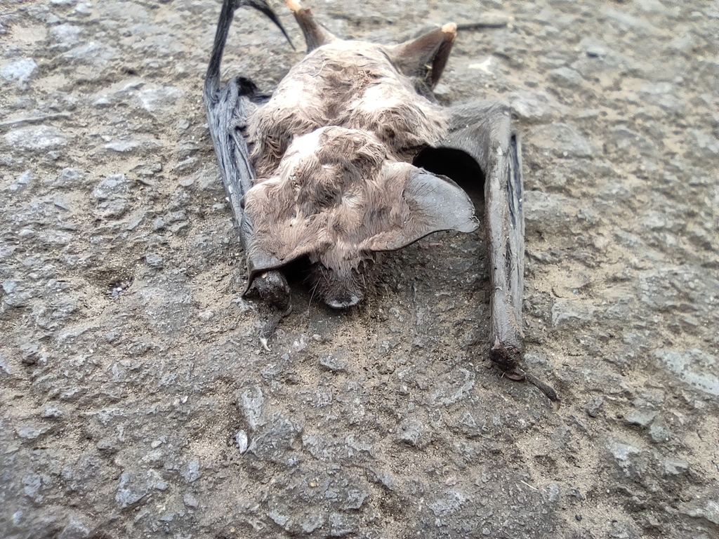 Reunion Free-tailed Bat