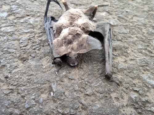 Reunion Free-tailed Bat