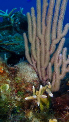 Acropora cervicornis