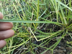 Cyperus difformis image