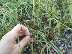 Cyperus difformis image