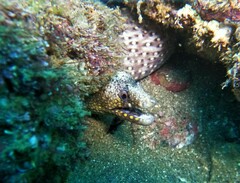Muraena lentiginosa