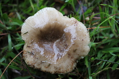 Russula sororia