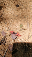 Probergrothius sanguinolens