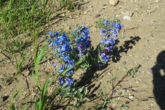 Penstemon nitidus